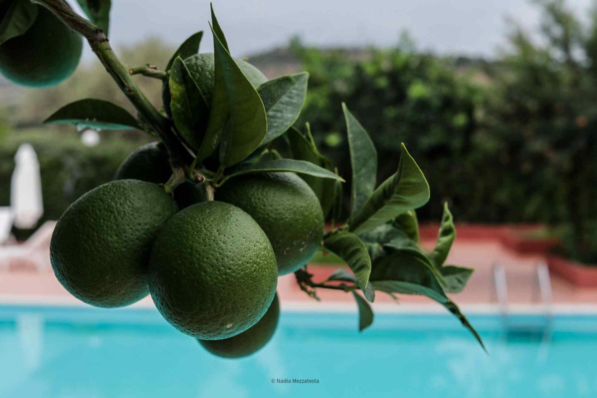 Il Casale Il Sole E La Margherita كامبوفيليتْشّي دي روتْشّي المظهر الخارجي الصورة